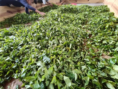 大理永平县云上茶厂绿茶（供应量20吨绿茶）图3