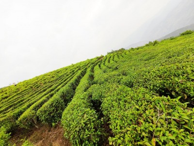 大理永平县云上茶厂绿茶（供应量20吨绿茶）