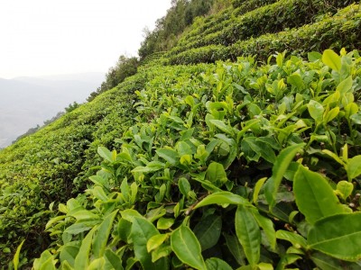 大理永平县云上茶厂绿茶（供应量20吨绿茶）图2
