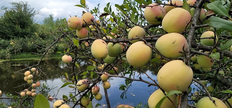 大理洱源茈碧湖农庄木瓜种植基地供应量5吨图2
