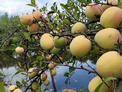 大理洱源茈碧湖农庄木瓜种植基地供应量5吨图2