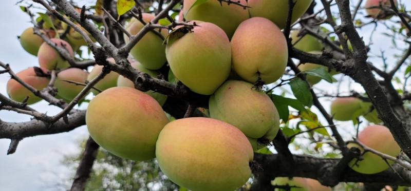 大理洱源茈碧湖农庄木瓜种植基地供应量5吨图1