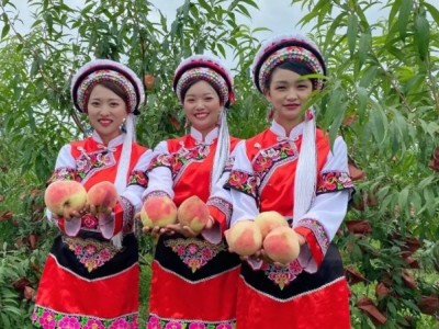大理晶顿水果种植有限公司桃子雪桃供应量10顿图2