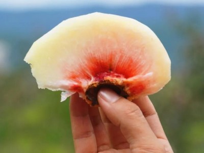 大理晶顿水果种植有限公司桃子雪桃供应量10顿图4