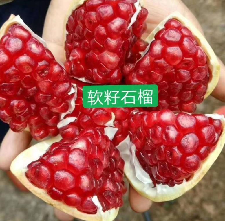 曲靖石榴种植基地图1