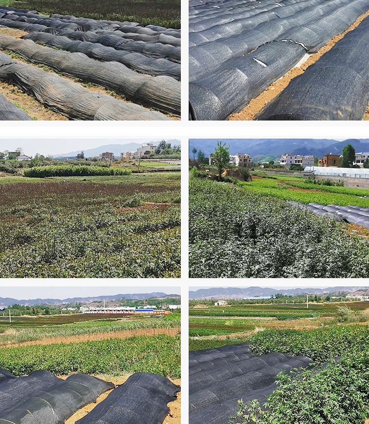 曲靖石榴种植基地图4