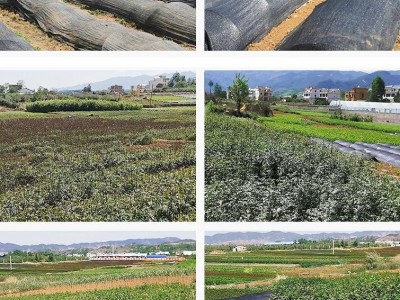曲靖石榴种植基地图4
