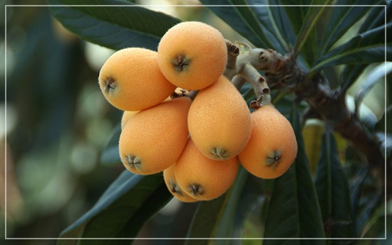 昆明石林枇杷种植基地供应量20顿图1