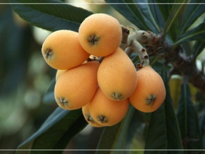 昆明石林枇杷种植基地供应量20顿