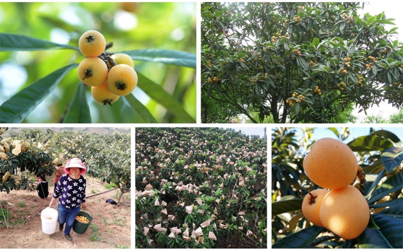昆明石林枇杷种植基地供应量20顿图3