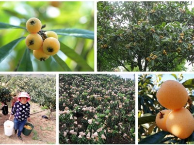 昆明石林枇杷种植基地供应量20顿图3