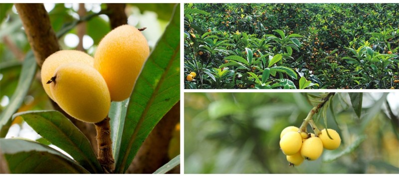 昆明石林枇杷种植基地供应量20顿图2