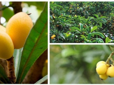 昆明石林枇杷种植基地供应量20顿图2