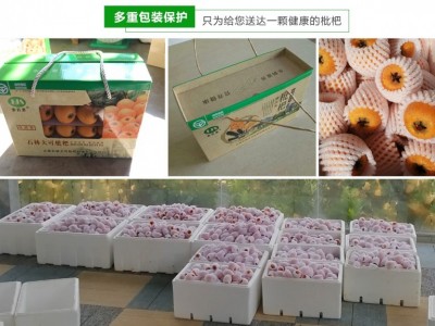 昆明石林枇杷种植基地供应量20顿图6
