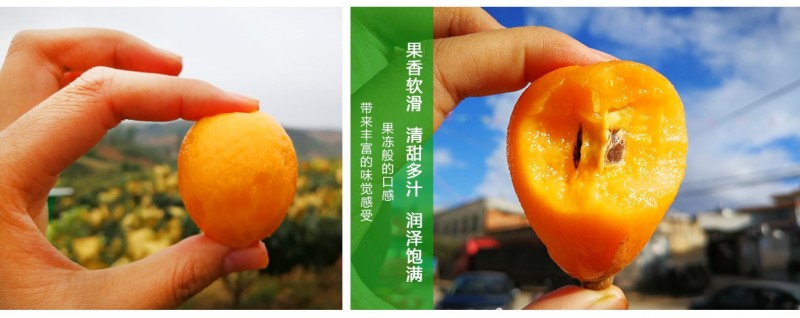 昆明石林枇杷种植基地供应量20顿图5