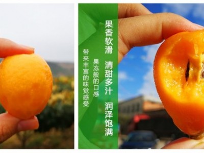 昆明石林枇杷种植基地供应量20顿图5