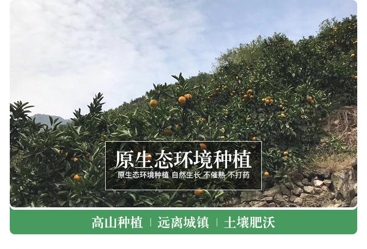 云南昭通脐橙子种植基地图1