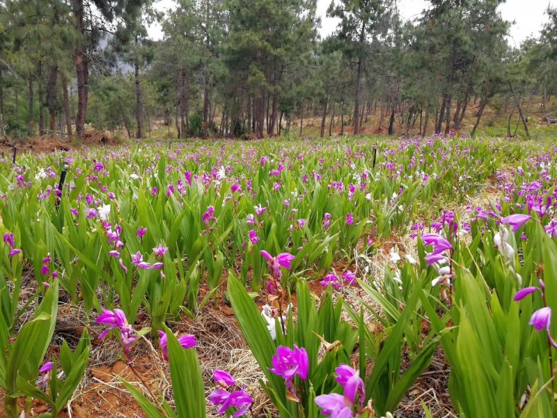 大理白芨种植基地供应量500亩图1