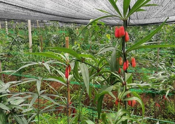 红河黄精种植供应量100顿图1