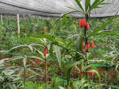 红河黄精种植供应量100顿