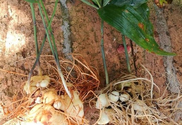 红河黄精种植供应量100顿图3