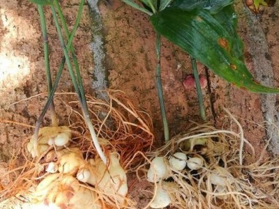 红河黄精种植供应量100顿图3