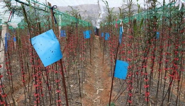 红河黄精种植供应量100顿图2