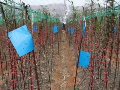 红河黄精种植供应量100顿图2