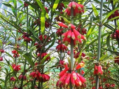 红河黄精种植供应量100顿图4