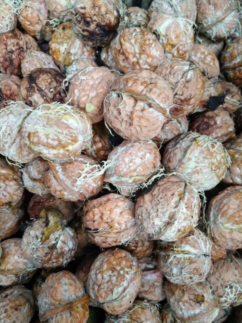 大理巍山核桃种植基地图2