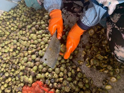 大理巍山核桃种植基地图4