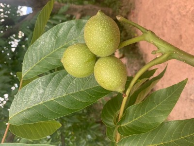 大理巍山核桃种植基地图5