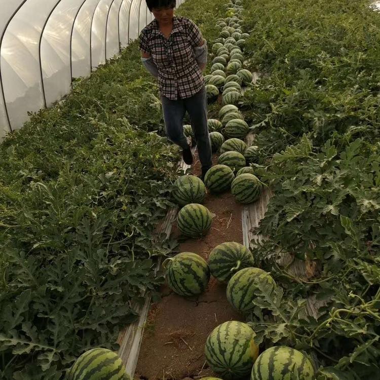 景洪西瓜种子基地5吨图1