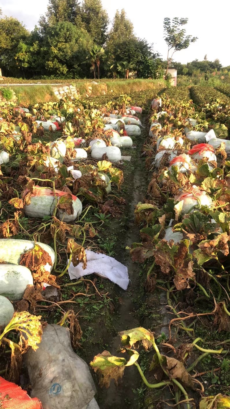 大理冬瓜种植基地供应量80吨图1