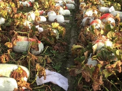 大理冬瓜种植基地供应量80吨