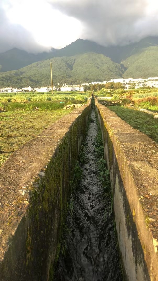 大理冬瓜种植基地供应量80吨图2