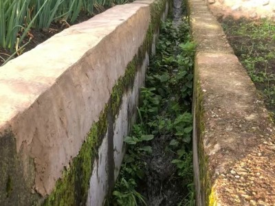 大理冬瓜种植基地供应量80吨图4