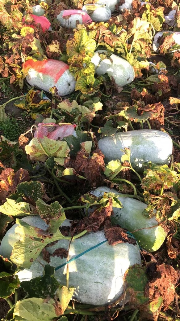 大理冬瓜种植基地供应量80吨图5