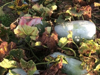 大理冬瓜种植基地供应量80吨图5