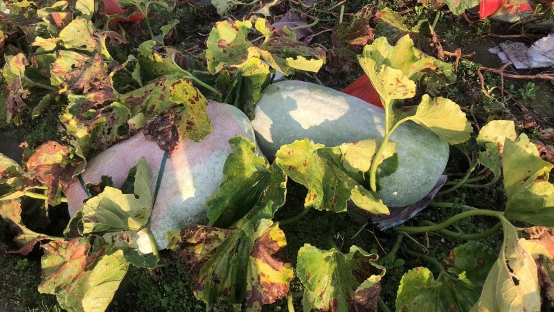 大理冬瓜种植基地供应量80吨图6
