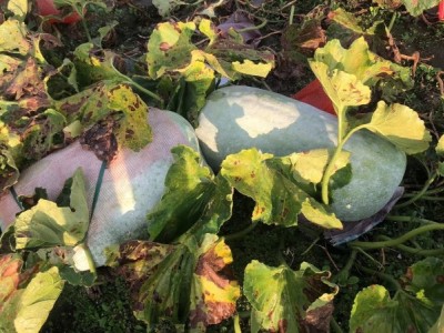 大理冬瓜种植基地供应量80吨图6