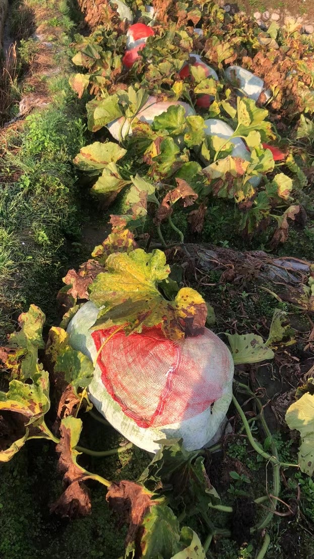 大理冬瓜种植基地供应量80吨图7