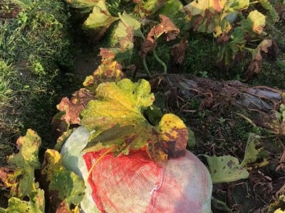 大理冬瓜种植基地供应量80吨图7