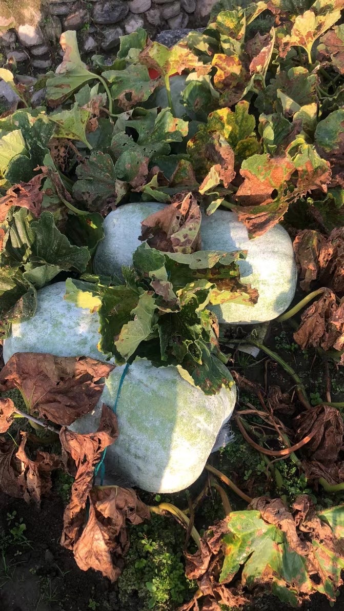 大理冬瓜种植基地供应量80吨图8