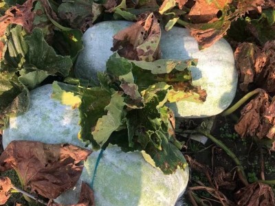 大理冬瓜种植基地供应量80吨图8