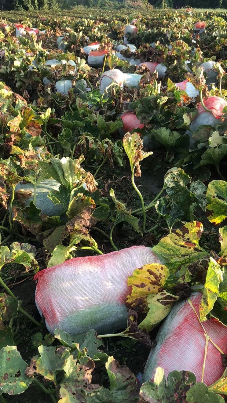 大理冬瓜种植基地供应量80吨图9