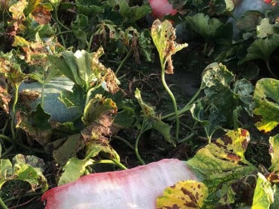 大理冬瓜种植基地供应量80吨图9