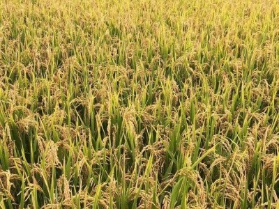 大理象牙白米种植基地稻谷水稻