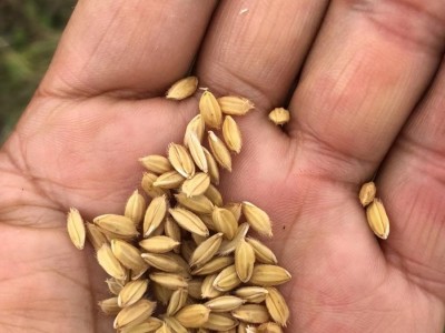 大理象牙白米种植基地稻谷水稻图2