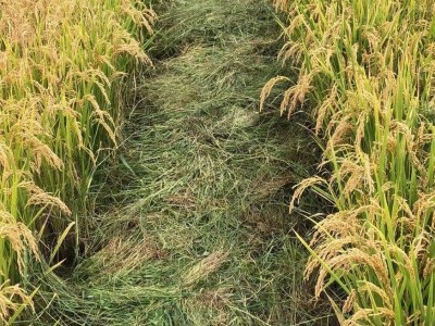 大理象牙白米种植基地稻谷水稻图3